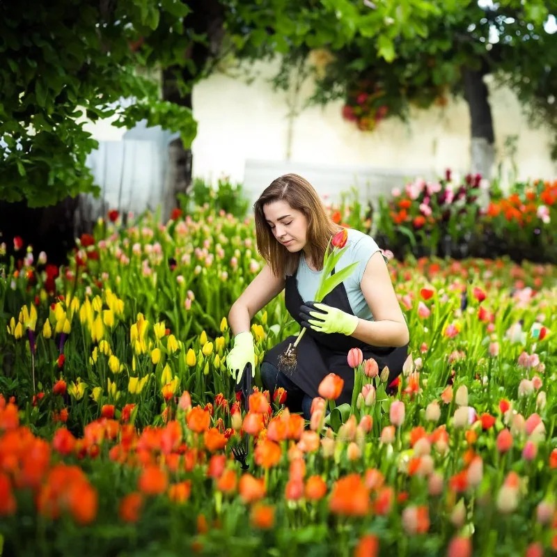 เครื่องมือทำสวน 2-in-1 แบบใช้ม - Grass Seed Spreader บทวิจารณ์และราคา